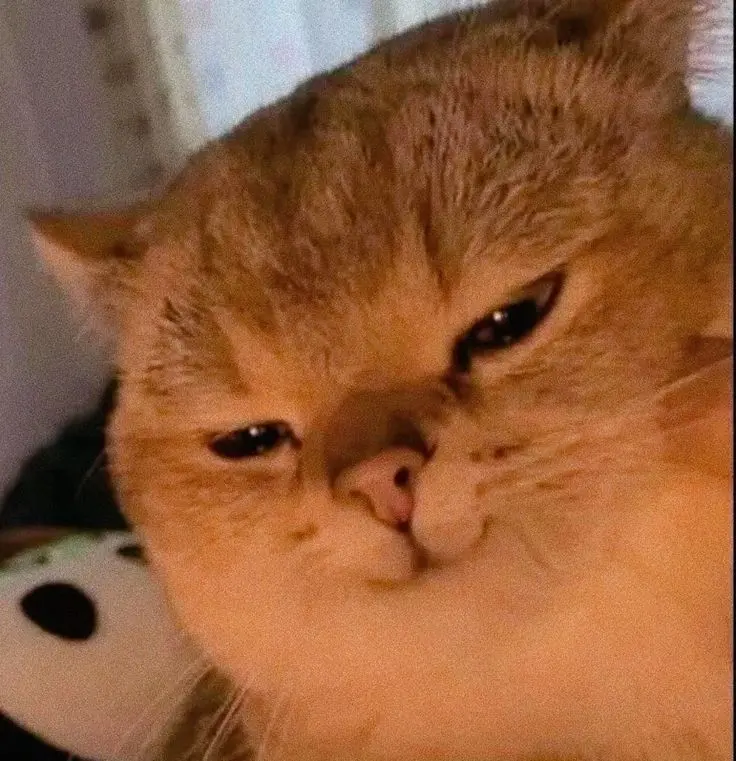 Meme mèo uống rượu thật hài hước và thú vị Meme mèo uống rượu thật hài hước và thú vị