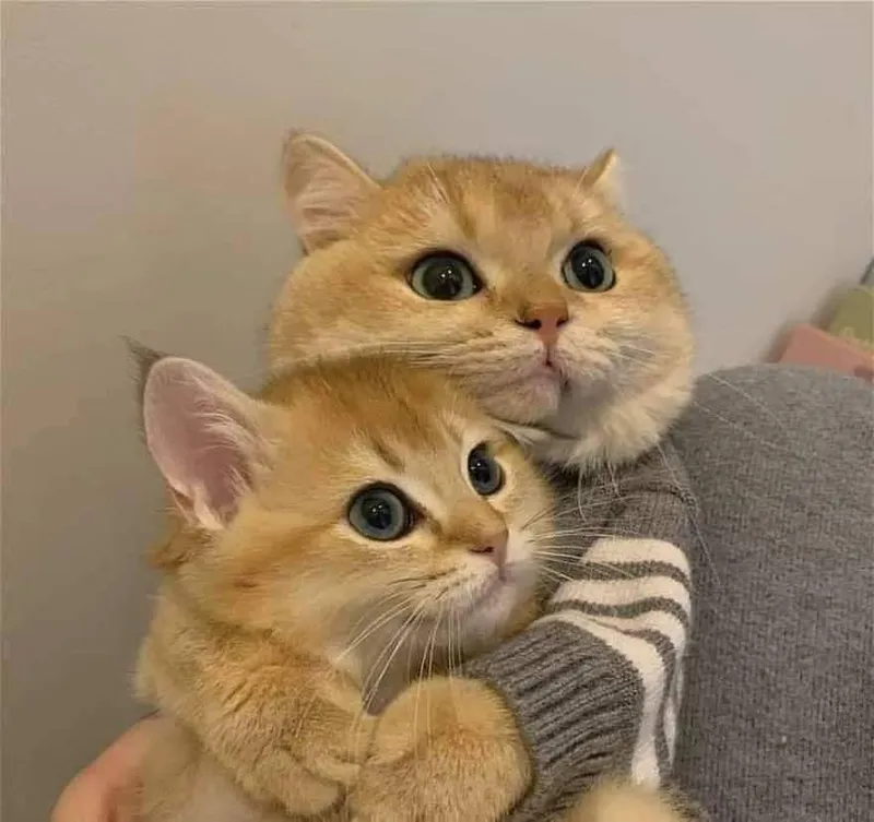 Meme mèo yêu em thật ngọt ngào và đáng yêu Meme mèo yêu em thật ngọt ngào và đáng yêu