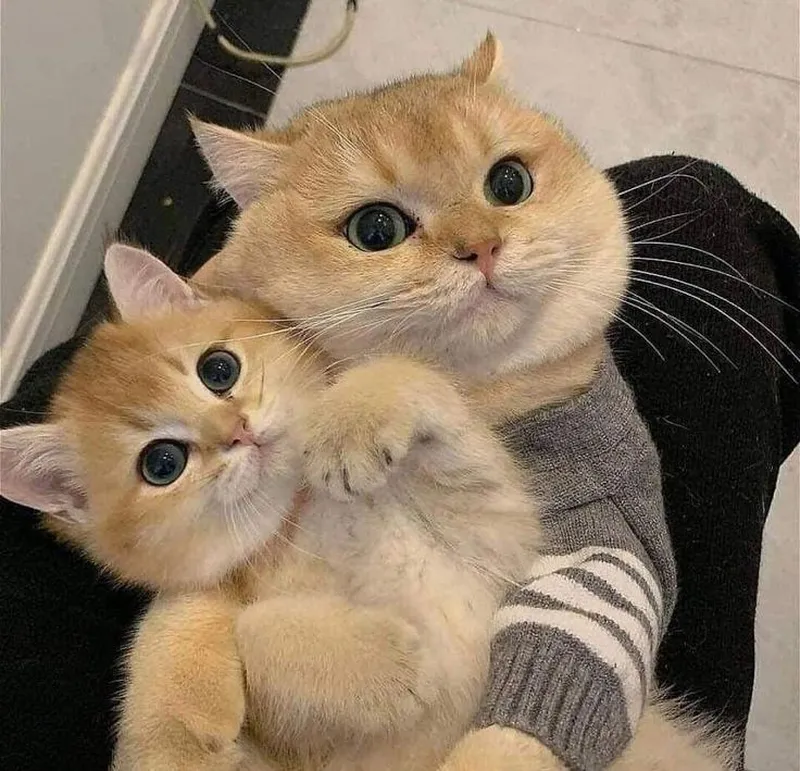 Khóc meme mèo cute khiến bạn không thể rời mắt Khóc meme mèo cute khiến bạn không thể rời mắt