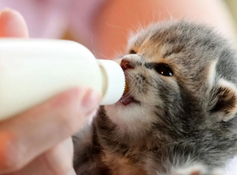 Trái tim meme mèo cute thật dễ thương và đáng yêu Trái tim meme mèo cute thật dễ thương và đáng yêu