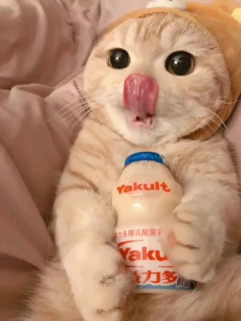 Khó hiểu meme mèo cute mang lại sự thú vị Khó hiểu meme mèo cute mang lại sự thú vị