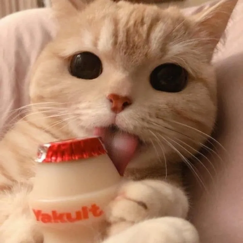 Khó hiểu meme mèo cute mang lại sự thú vị Khó hiểu meme mèo cute mang lại sự thú vị