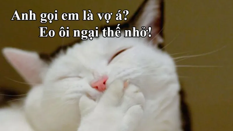 Avatar meme mèo bựa mang đến sự hài hước và vui nhộn Avatar meme mèo bựa mang đến sự hài hước và vui nhộn