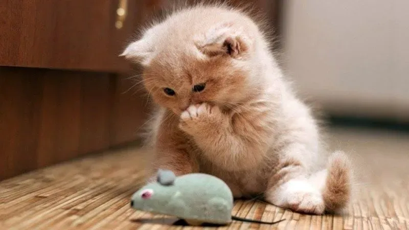 Avatar vô tri meme mèo mang đến sự dễ thương và hài hước Avatar vô tri meme mèo mang đến sự dễ thương và hài hước