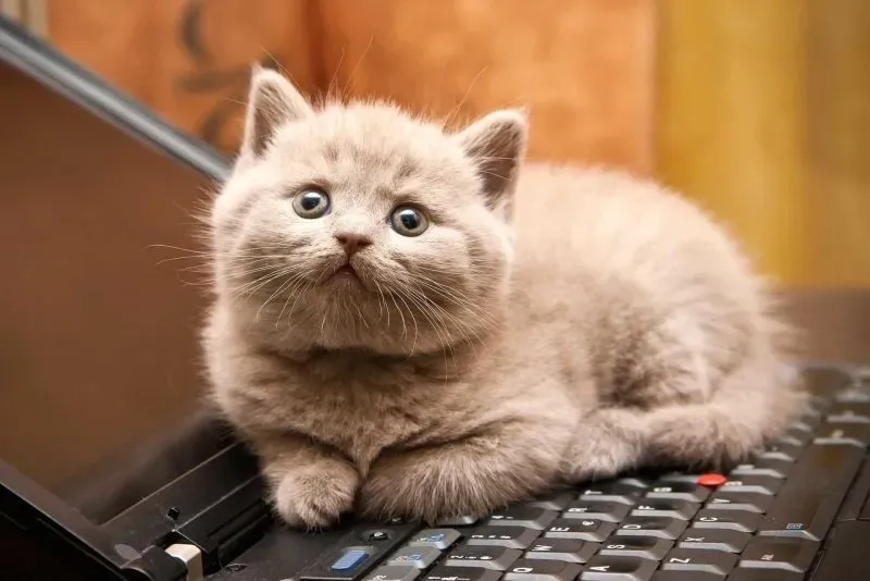 Hình ảnh meme mèo vô tri giúp bạn thể hiện tình yêu với mèo Hình ảnh meme mèo vô tri giúp bạn thể hiện tình yêu với mèo