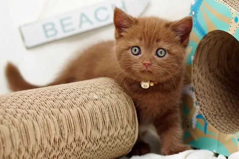 Icon chế ảnh meme cute mang đến sự vui nhộn và đáng yêu Icon chế ảnh meme cute mang đến sự vui nhộn và đáng yêu