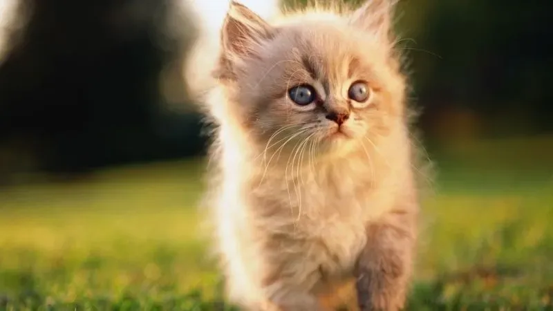Hài hước icon ảnh meme cute giúp bạn tạo phong cách độc đáo Hài hước icon ảnh meme cute giúp bạn tạo phong cách độc đáo