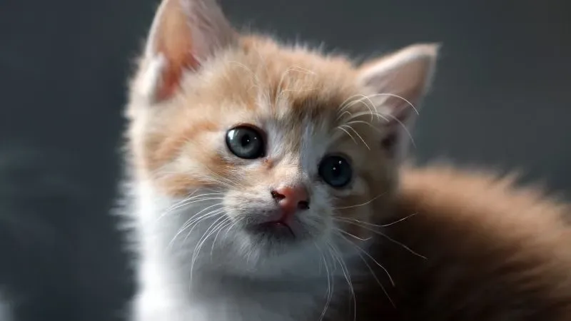 Meme cute hình icon dễ thương giúp bạn thể hiện sự ngộ nghĩnh Meme cute hình icon dễ thương giúp bạn thể hiện sự ngộ nghĩnh