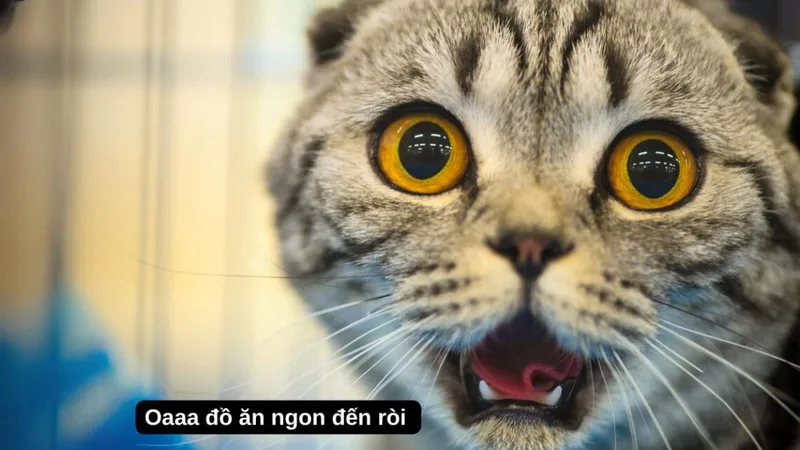 Avatar mèo giáng sinh meme mang đến sự ấm áp cho mùa lễ hội Avatar mèo giáng sinh meme mang đến sự ấm áp cho mùa lễ hội