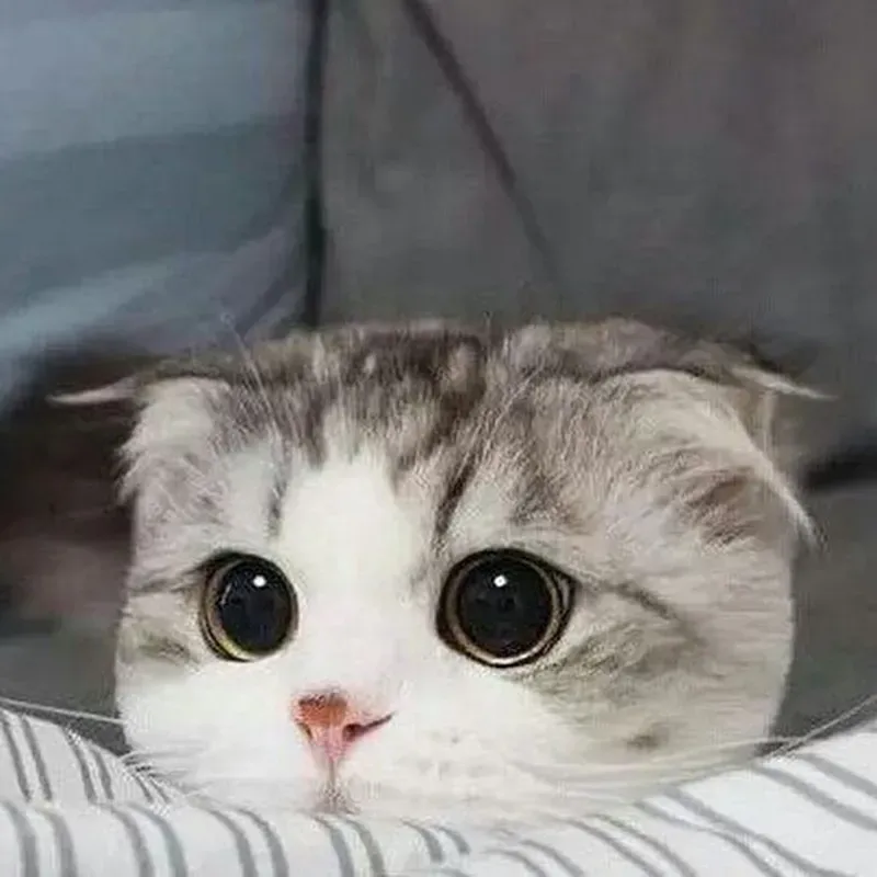 Avatar đôi meme hài mang đến sự vui vẻ cho các cặp đôi Avatar đôi meme hài mang đến sự vui vẻ cho các cặp đôi