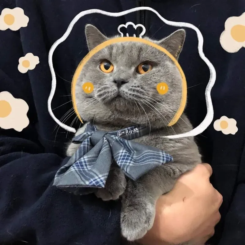 Avatar meme hài cute giúp bạn tạo ấn tượng dễ thương Avatar meme hài cute giúp bạn tạo ấn tượng dễ thương