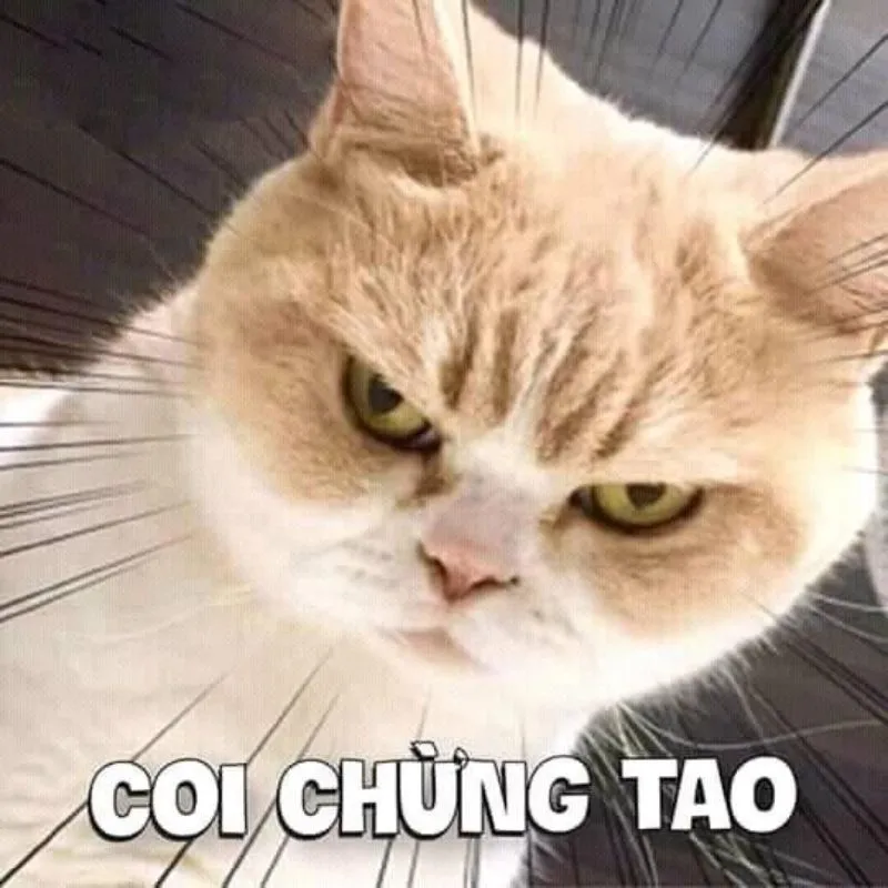 Ảnh avatar meme mèo giúp bạn tạo phong cách dễ thương Ảnh avatar meme mèo giúp bạn tạo phong cách dễ thương