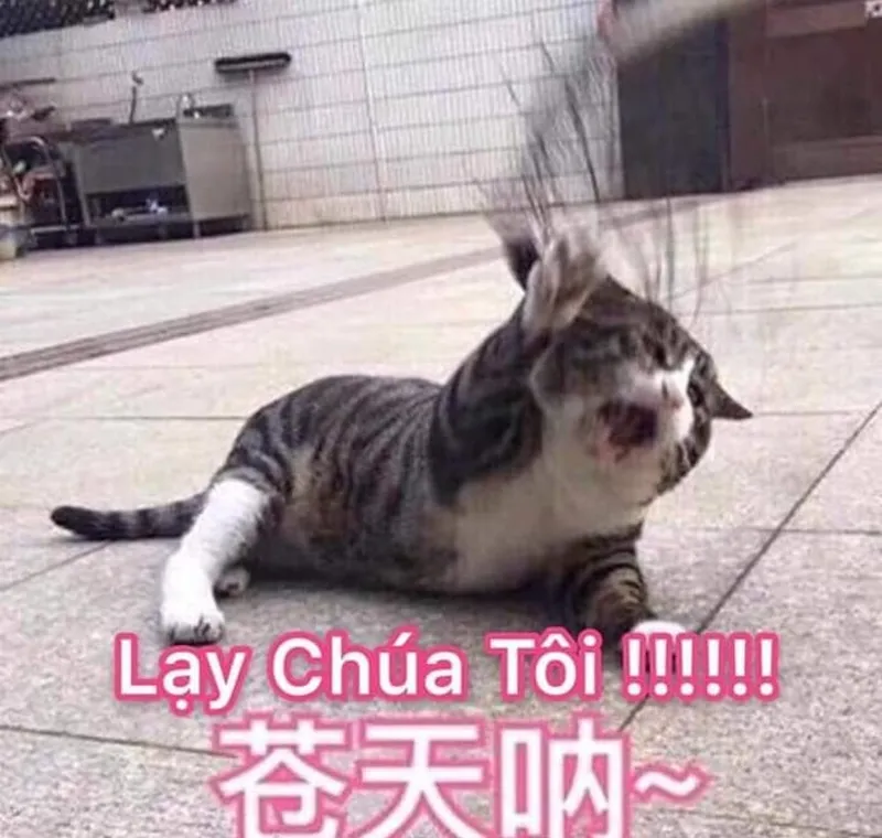 Meme khép đít lạy mang đến sự hài hước cho những ai yêu thích sự châm biếm Meme khép đít lạy mang đến sự hài hước cho những ai yêu thích sự châm biếm