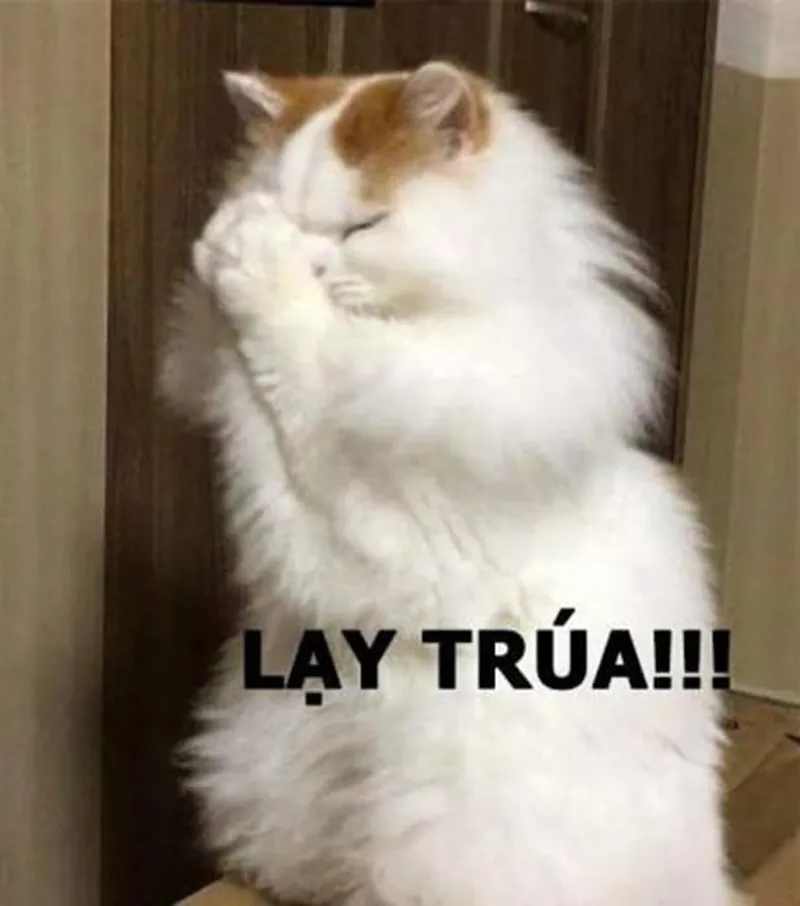 Meme quỳ xuống thể hiện sự hài hước trong những tình huống khó xử Meme quỳ xuống thể hiện sự hài hước trong những tình huống khó xử