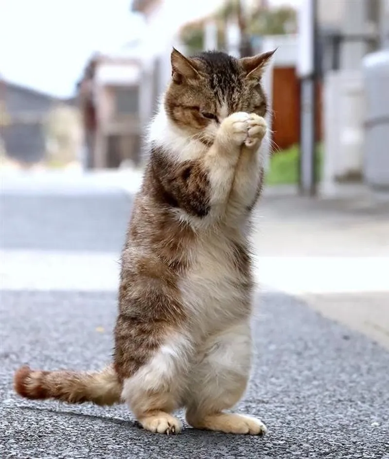 Lạy mẹ quan âm meme thể hiện sự tôn kính một cách hài hước Lạy mẹ quan âm meme thể hiện sự tôn kính một cách hài hước