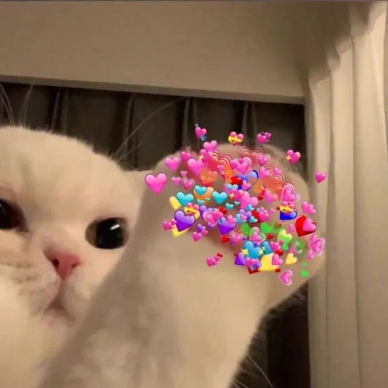 Bắn tym meme khiến trái tim bạn tan chảy Bắn tym meme khiến trái tim bạn tan chảy