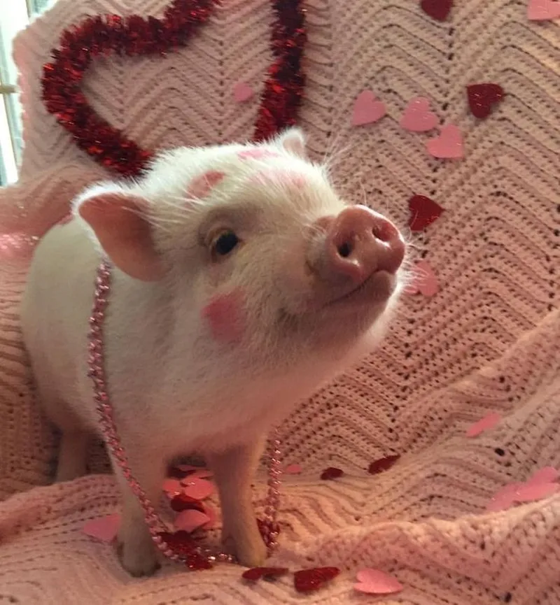 Meme heo cute thật đáng yêu và hài hước Meme heo cute thật đáng yêu và hài hước