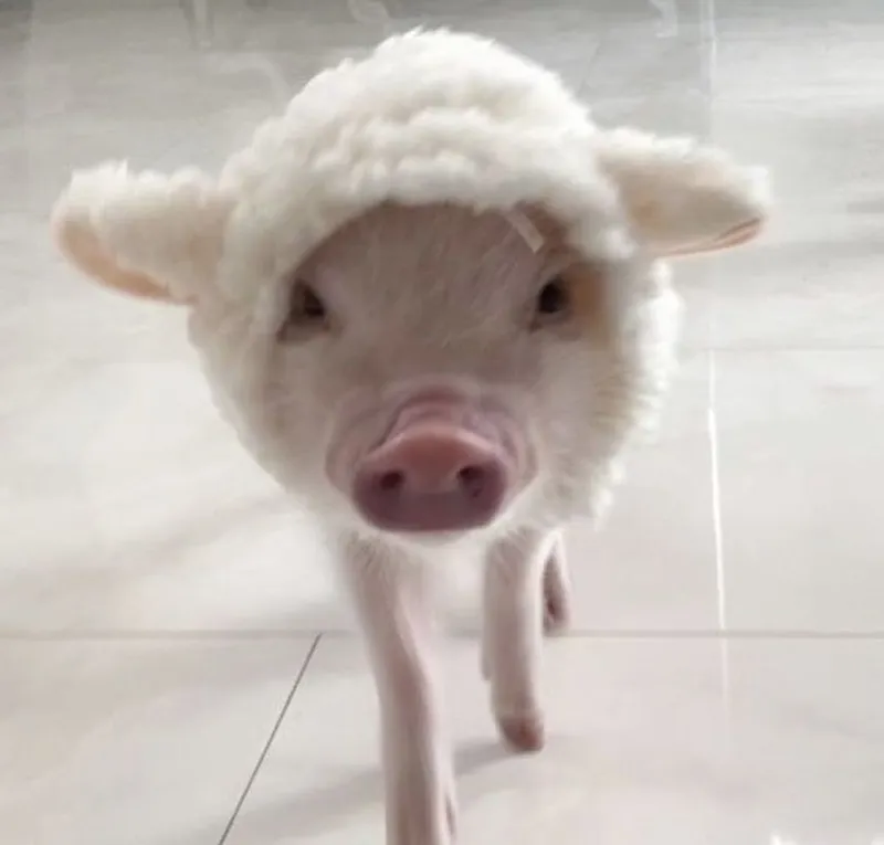 Meme heo ngủ thật dễ thương và hài hước Meme heo ngủ thật dễ thương và hài hước