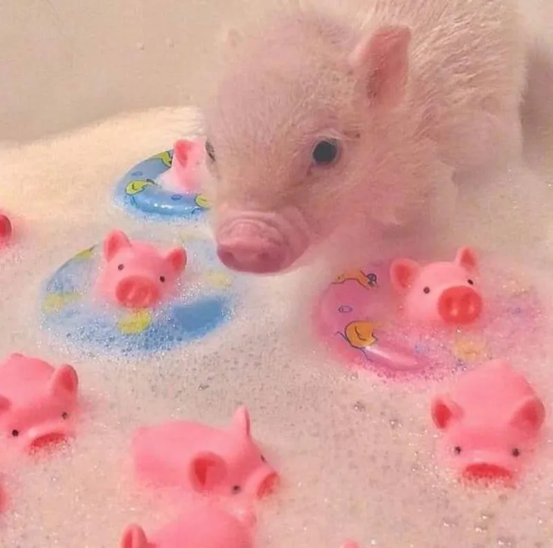 Ảnh heo peppa meme thật hài hước và thú vị Ảnh heo peppa meme thật hài hước và thú vị