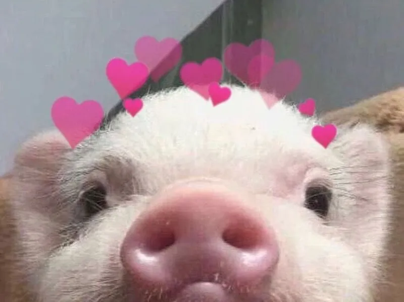 Ngủ như heo meme thật hài hước và thú vị Ngủ như heo meme thật hài hước và thú vị