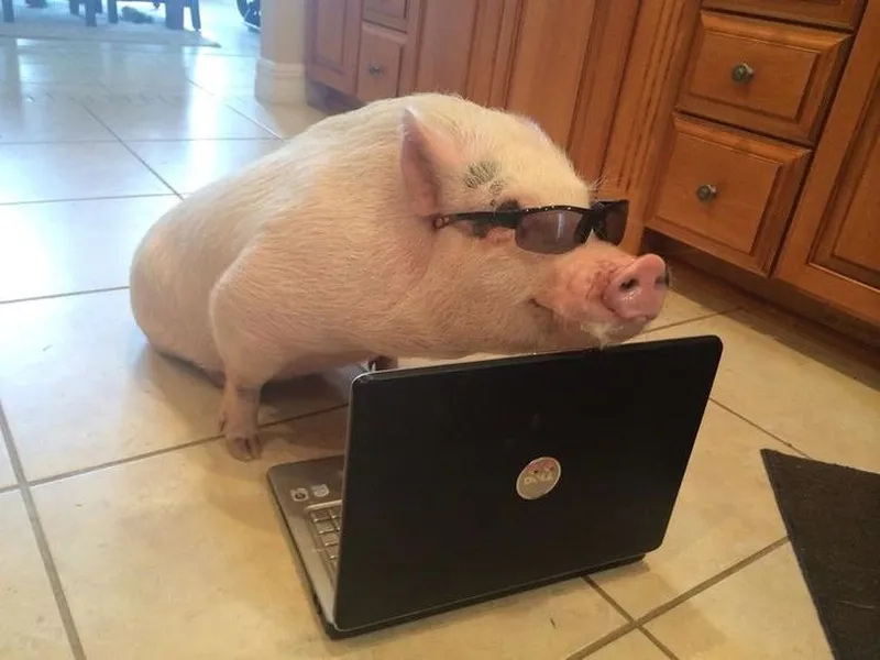 George peppa pig meme thật đáng yêu và hài hước George peppa pig meme thật đáng yêu và hài hước