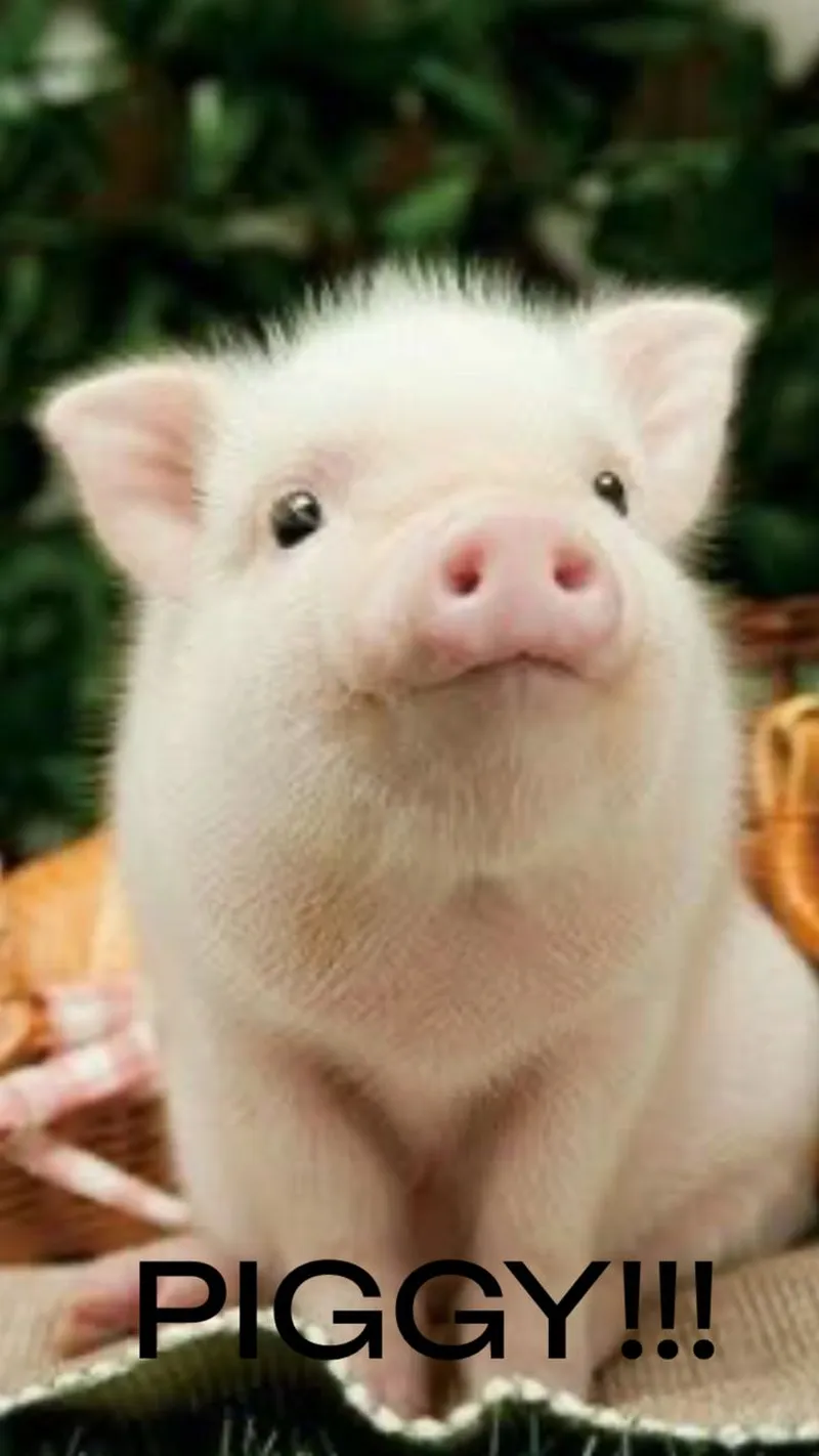 Pig meme thật dễ thương và thú vị Pig meme thật dễ thương và thú vị