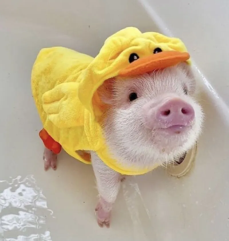 Meme heo ăn thật đáng yêu và hài hước Meme heo ăn thật đáng yêu và hài hước