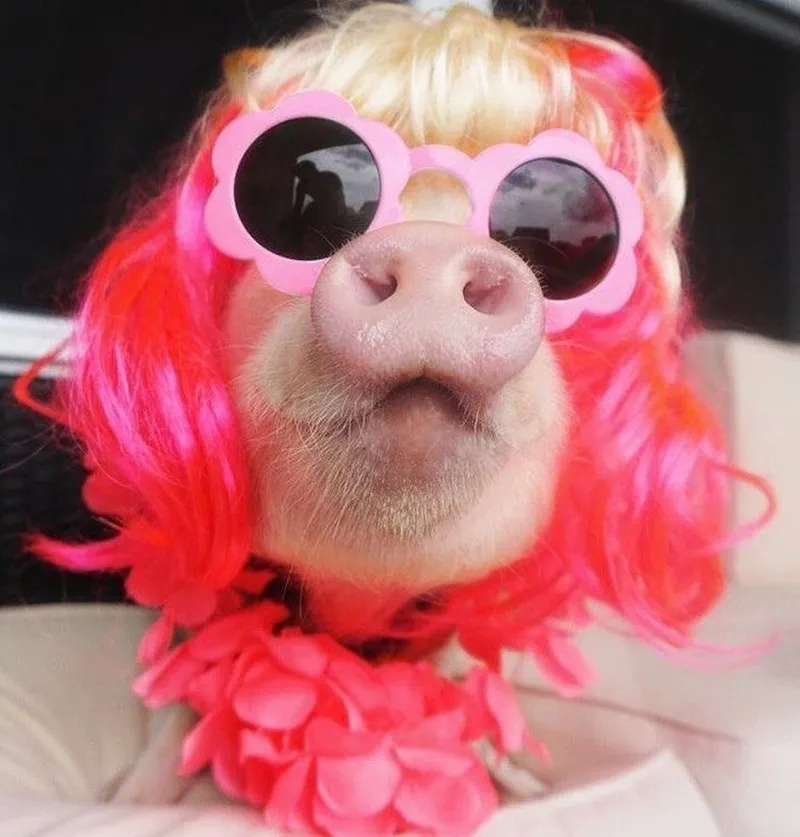 Peppa pig meme khiến trái tim bạn tan chảy Peppa pig meme khiến trái tim bạn tan chảy