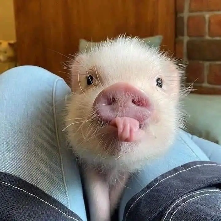 Meme heo nái thật dễ thương và vui nhộn Meme heo nái thật dễ thương và vui nhộn