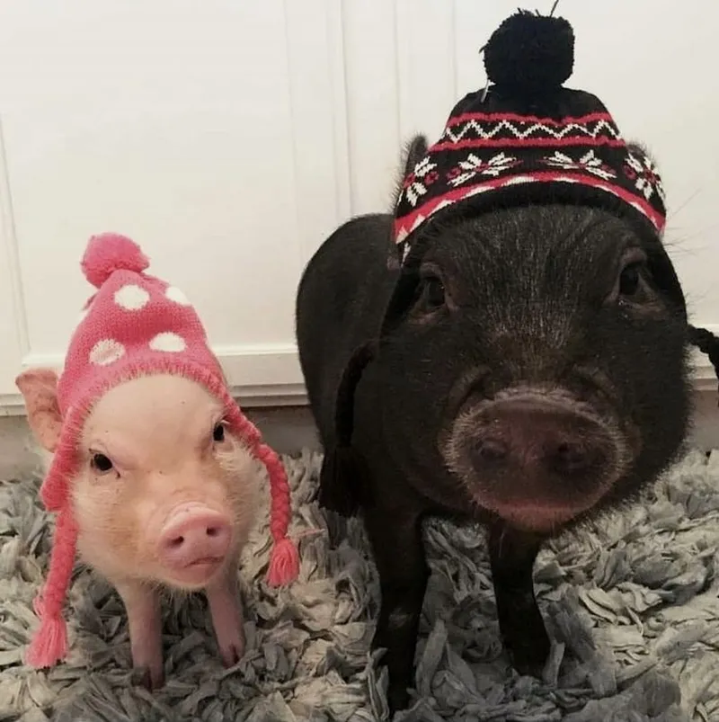 Peppa meme khiến bạn không thể rời mắt Peppa meme khiến bạn không thể rời mắt