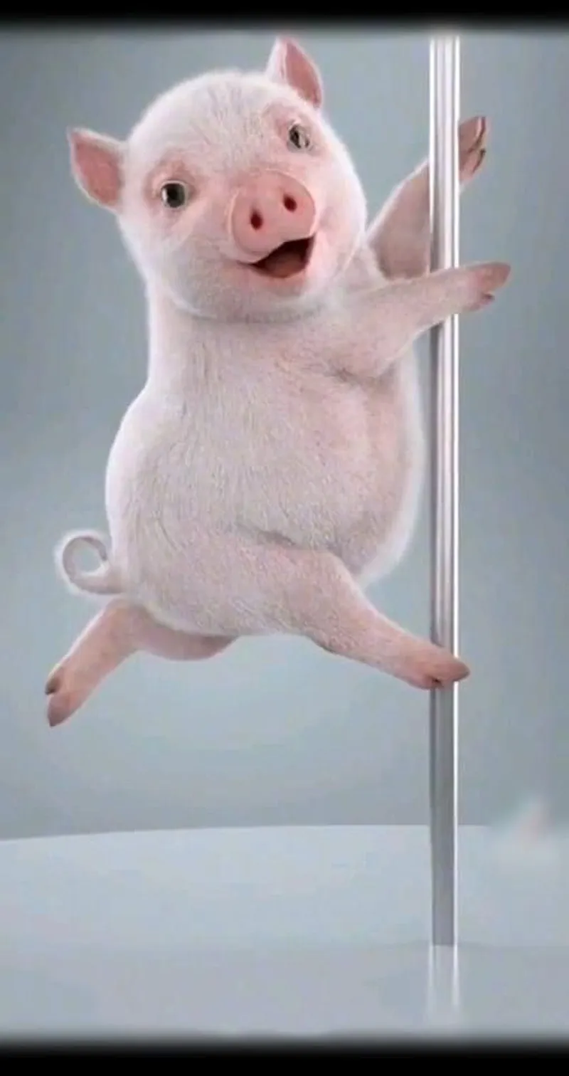 Meme peppa pig thật dễ thương và vui nhộn Meme peppa pig thật dễ thương và vui nhộn