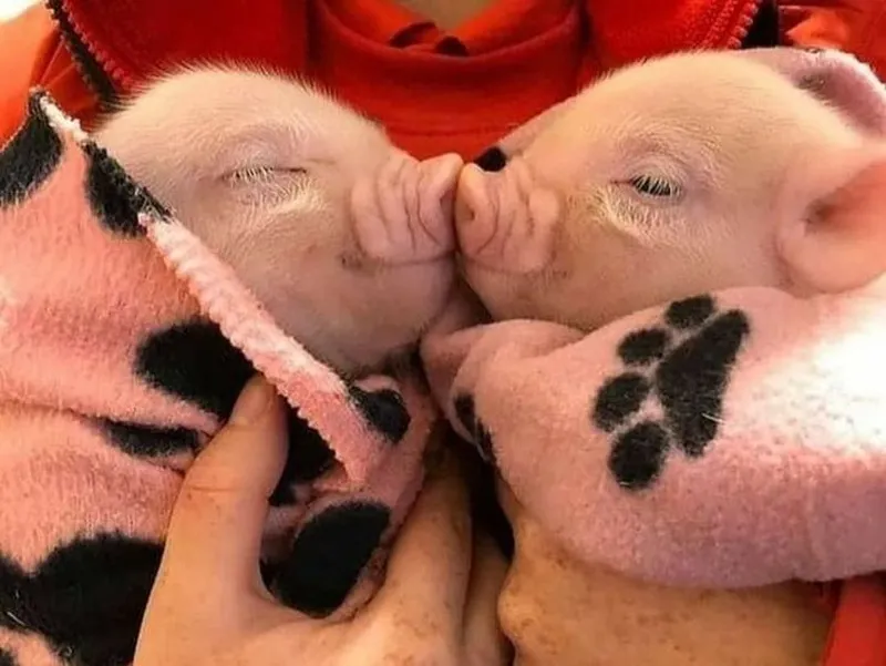 Peppa pig meme face khiến bạn cảm thấy vui vẻ Peppa pig meme face khiến bạn cảm thấy vui vẻ