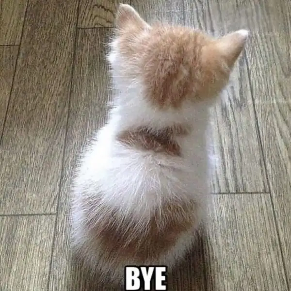 Gấu trúc meme tạm biệt cute mang lại niềm vui cho mọi người Gấu trúc meme tạm biệt cute mang lại niềm vui cho mọi người