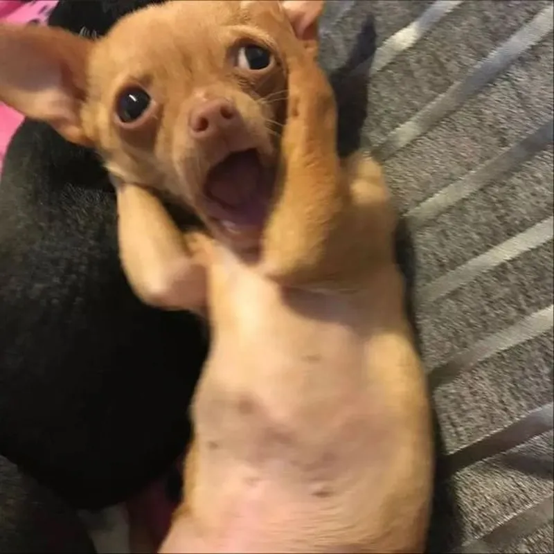 Ui sợ quá sợ quá meme khiến mọi người cùng cười khi đối mặt với nỗi sợ Ui sợ quá sợ quá meme khiến mọi người cùng cười khi đối mặt với nỗi sợ