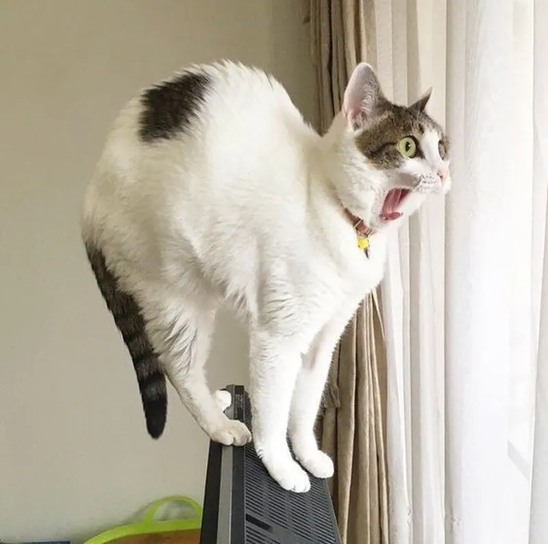 Meme chắc sợ thể hiện sự hài hước trong những tình huống khó khăn Meme chắc sợ thể hiện sự hài hước trong những tình huống khó khăn