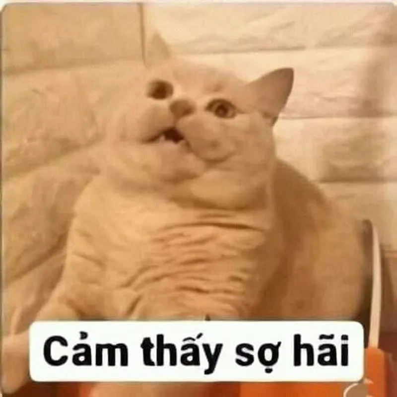 Ảnh sợ hãi meme giúp bạn ghi lại những khoảnh khắc hài hước Ảnh sợ hãi meme giúp bạn ghi lại những khoảnh khắc hài hước