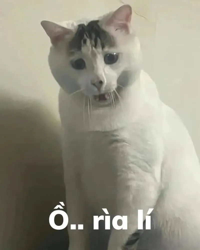 Meme sợ hãi các kiểu khiến mọi người không thể nhịn cười Meme sợ hãi các kiểu khiến mọi người không thể nhịn cười