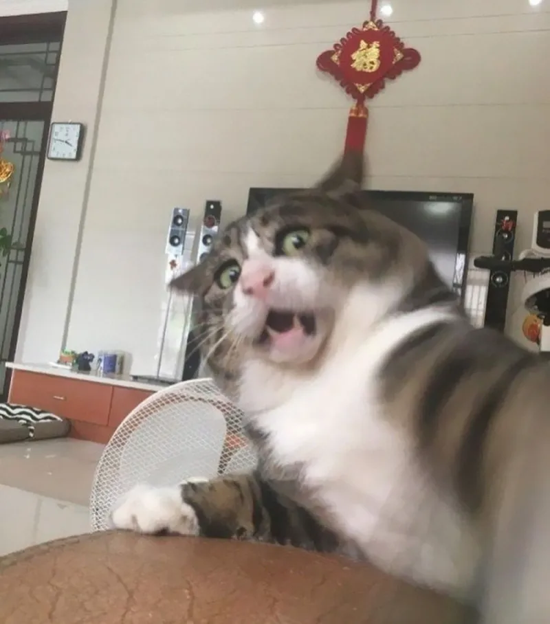 Meme không sợ thể hiện sự dũng cảm và tự tin khi đối mặt với nỗi sợ Meme không sợ thể hiện sự dũng cảm và tự tin khi đối mặt với nỗi sợ