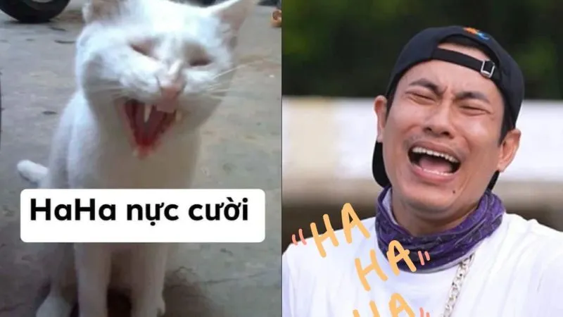 Cat meme haha mang đến những khoảnh khắc dễ thương và hài hước Cat meme haha mang đến những khoảnh khắc dễ thương và hài hước