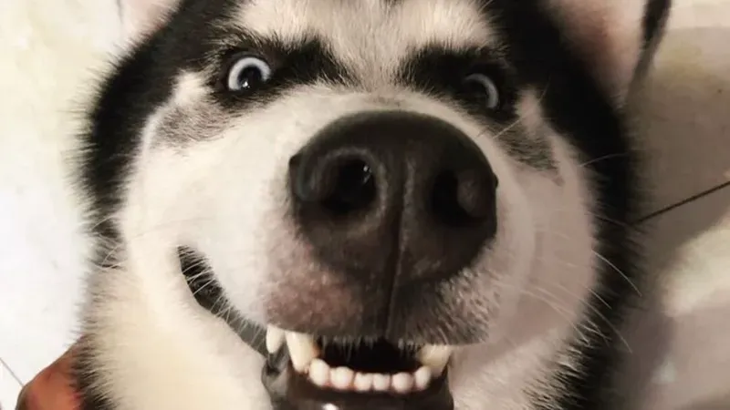 Haha or sad meme thể hiện những cảm xúc trái ngược một cách hài hước Haha or sad meme thể hiện những cảm xúc trái ngược một cách hài hước