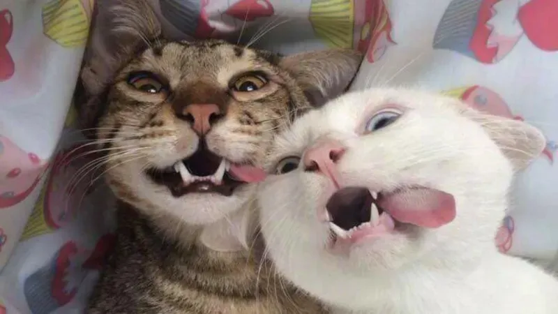 Hahahahaha meme khiến mọi người không thể nhịn cười với những tình huống hài hước Hahahahaha meme khiến mọi người không thể nhịn cười với những tình huống hài hước