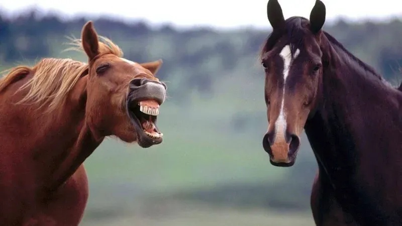 Hahahahah meme giúp bạn thư giãn và cười thoải mái Hahahahah meme giúp bạn thư giãn và cười thoải mái