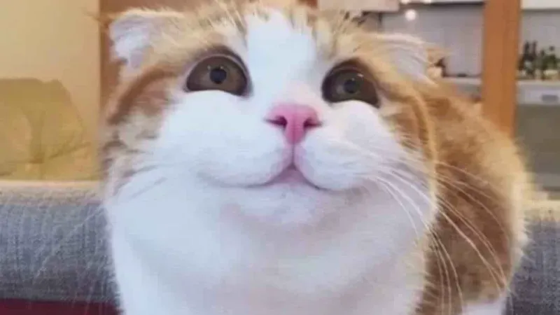 Sad or haha meme thể hiện những cảm xúc trái ngược một cách hài hước Sad or haha meme thể hiện những cảm xúc trái ngược một cách hài hước