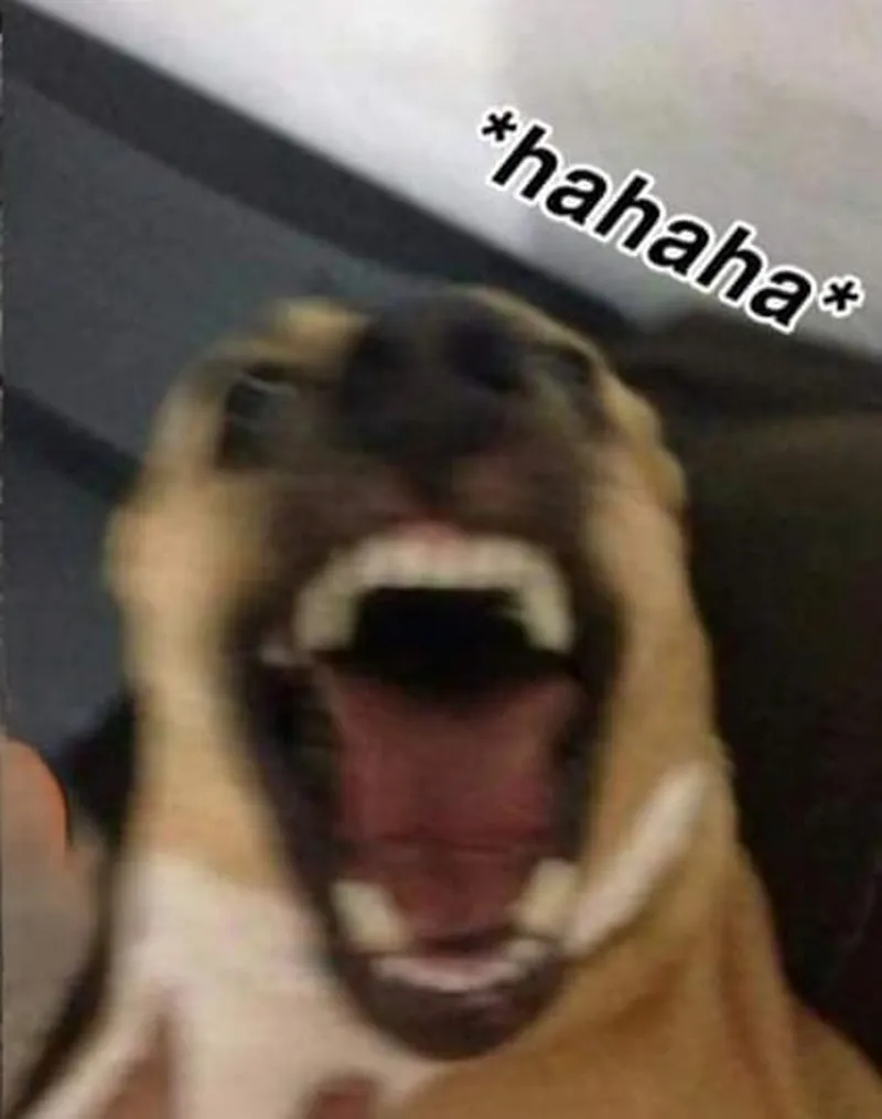 Mèo haha meme là lựa chọn hoàn hảo cho những ai yêu thích sự dễ thương Mèo haha meme là lựa chọn hoàn hảo cho những ai yêu thích sự dễ thương
