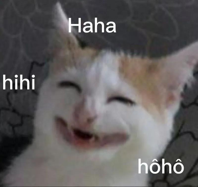Haha meme mèo mang lại tiếng cười cho những ai yêu thích động vật Haha meme mèo mang lại tiếng cười cho những ai yêu thích động vật