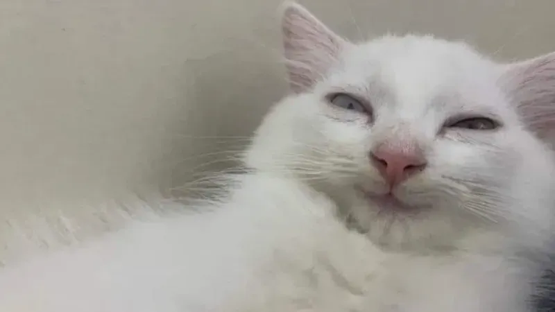 Haha okay meme giúp bạn thể hiện sự đồng tình một cách hài hước Haha okay meme giúp bạn thể hiện sự đồng tình một cách hài hước