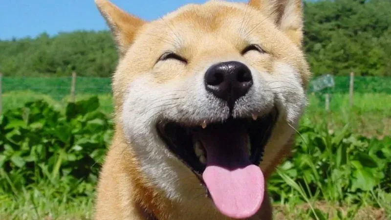 Haha you caught me meme mang lại tiếng cười cho những ai yêu thích sự hài hước Haha you caught me meme mang lại tiếng cười cho những ai yêu thích sự hài hước