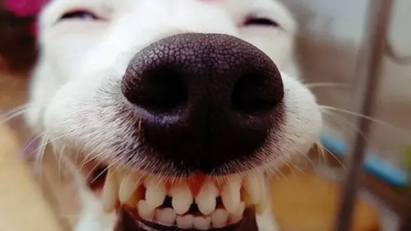 Haha you flinched meme thể hiện sự hài hước trong những tình huống bất ngờ Haha you flinched meme thể hiện sự hài hước trong những tình huống bất ngờ