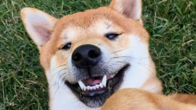 Haha you got me meme giúp bạn thể hiện sự hài hước một cách sáng tạo Haha you got me meme giúp bạn thể hiện sự hài hước một cách sáng tạo