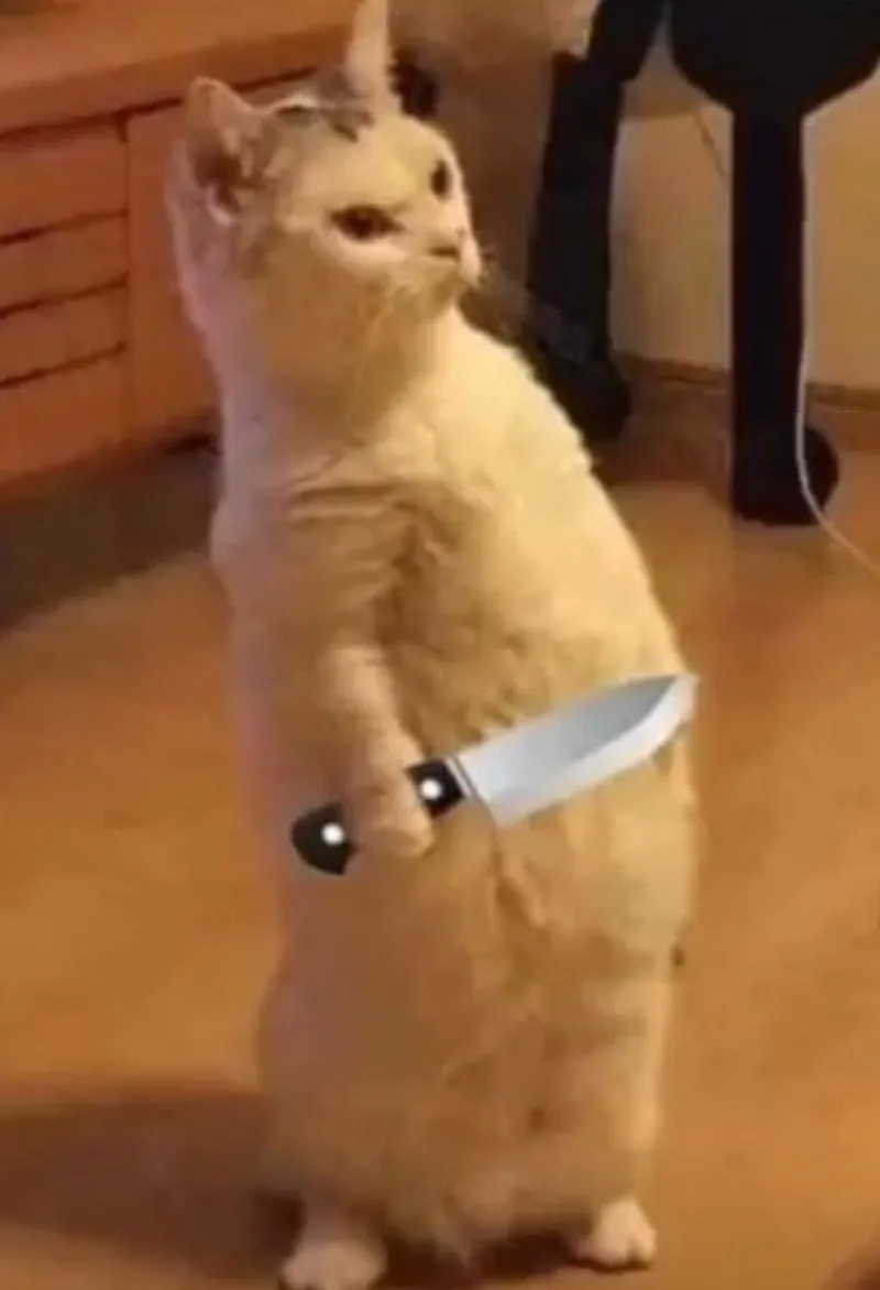 Ảnh mèo meme cầm súng khiến trái tim bạn tan chảy Ảnh mèo meme cầm súng khiến trái tim bạn tan chảy